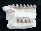Oreodont (Merycoidodon) Jaw Section - Nebraska #10518-2